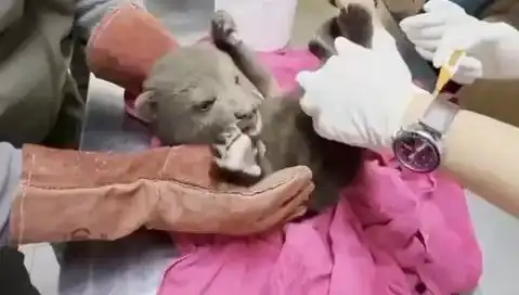 Karabük'te Yavru Bozayı Bulundu: Hayvanseverler Seferber Oldu