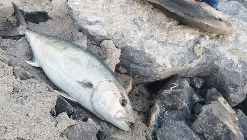 Oltayla Yakalanan Dev Balık, 18 Bin TL'ye Satıldı!