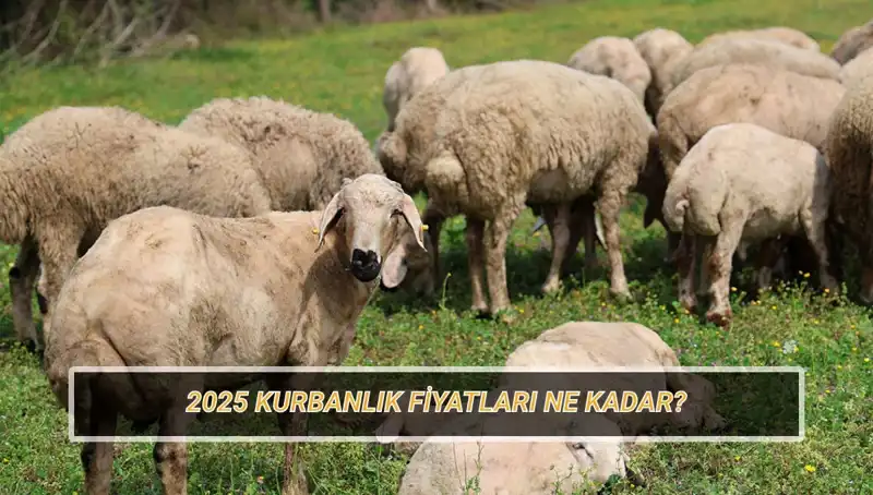 2025 Kurbanlık Fiyatları Açıklandı: Büyükbaş ve Küçükbaş Fiyatlarının En Güncel Durumu