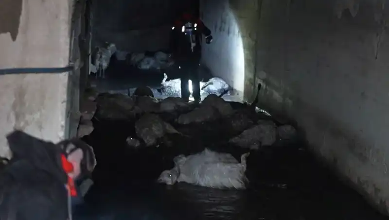 Kağıthane'de Keskin Koku Uyarısı: Hayvanlar Telef Oluyor!