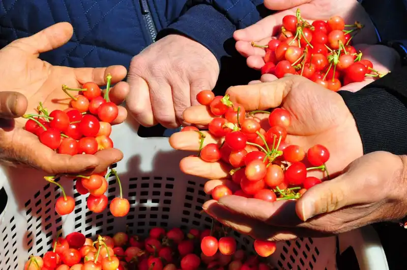 İlk Hasat ile Tarımda Devrim: Kilosu 3.500 TL'den Satışa Sunuldu