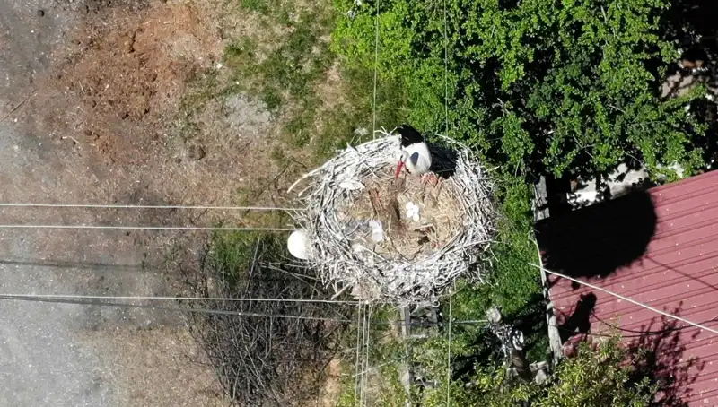 Baharın Müjdecisi Kuşun Yuvaya Dönüşü: 22 Yıldır Aynı Yer