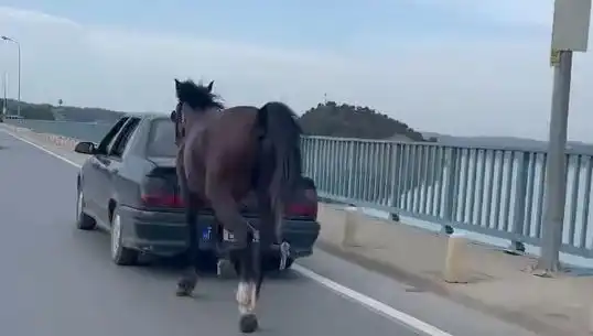 Adana’da Ata Eziyet Edenlere Şok Tutuklama!