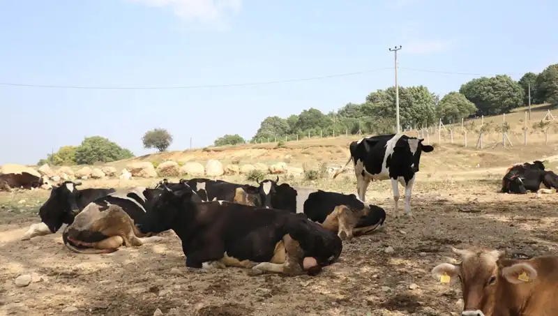 Şap Hastalığı Korkusu: 22 Köyde Giriş-Çıkış Kısıtlaması Uygulandı