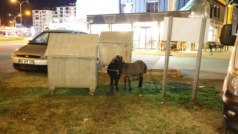 Mor Karaman Irkı Koyunlar Yolda Başlarına Gelen Talihsiz Olayla Gündemde